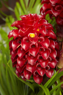 Tropical flower in garden, Coral Coast, Viti Levu, Fiji, South Pacific by Danita Delimont