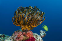 Bennett's Feather Star, Rainbow Reef, Fiji. by Danita Delimont