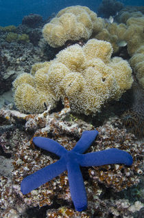 Blue Sea Star, on coral reef, Fiji. by Danita Delimont