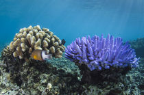 Coral Reef Diversity von Danita Delimont