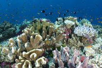 Coral Reef Diversity by Danita Delimont