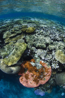 Coral Reef Diversity by Danita Delimont