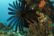 Feather Star and coral reef diversity, Rainbow Reef, Fiji. by Danita Delimont
