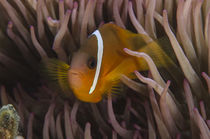 Fiji Anemonefish by Danita Delimont