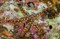 Indian Sea Star, Rainbow Reef, Fiji. by Danita Delimont
