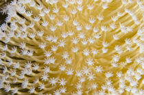 Leather Coral, Fiji, Coral reef diversity von Danita Delimont