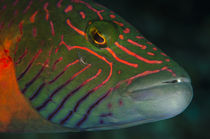 Lined cheeked Wrasse, Rainbow Reef, Fiji. by Danita Delimont