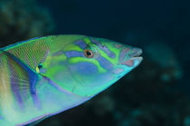 Pastel Ring Wrasse Rainbow Reef, Fiji. von Danita Delimont