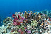 Scalefin Anthias & Coral reef by Danita Delimont
