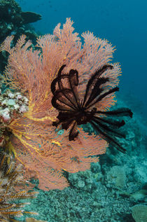 Sea Fan and Feather Star, Rainbow Reef, Fiji. by Danita Delimont