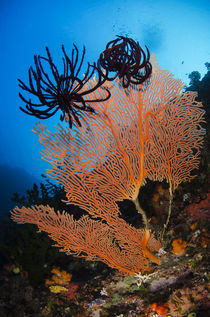 Sea Fan and Feather Star, Rainbow Reef, Fiji. von Danita Delimont