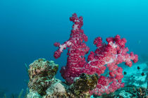 Soft Coral, Rainbow Reef, Fiji. von Danita Delimont
