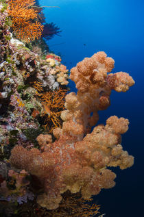 Soft Coral, Rainbow Reef, Fiji. by Danita Delimont