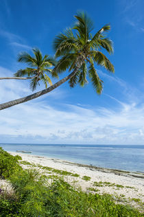 Palm fringed Kolovai beach, Tongatapu, Tonga, South Pacific by Danita Delimont