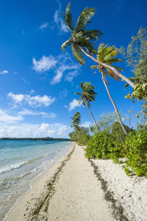 Palm fringed white sand beach on an islet of Vava'u, Tonga, ... von Danita Delimont