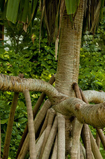 Tree roots grow quickly in the tropics, American Samoa by Danita Delimont