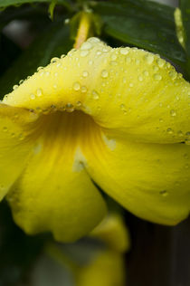 Lovely tropical flowers in Samoa. by Danita Delimont