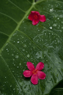 Lovely tropical flowers in Samoa. von Danita Delimont