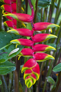 Heliconia or lobster claw, flowering in the highlands of Pap... von Danita Delimont