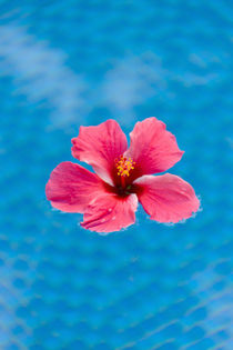 Flower in the water for decoration, Palau by Danita Delimont