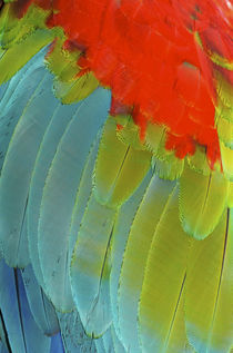 Scarlet Macaw is a large, colorful macaw by Danita Delimont