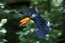 Toco Toucan flying through the rainforest, Brazil by Danita Delimont