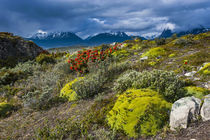 Colorful moss on an island in the Beagle Channel, Ushuaia, T... von Danita Delimont