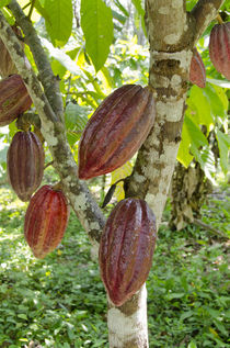 Belize, Punta Gorda, Agouti Cacao Farm von Danita Delimont