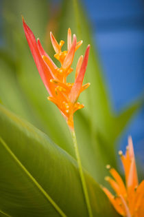Central America, Belize, Placencia, tropical flower in garden von Danita Delimont