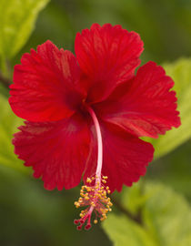 Red hibiscus, Hibiscus rosa-sinensis, Belize by Danita Delimont
