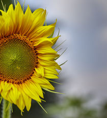 Sonnenblume, Sunflower  by Georg Hirstein