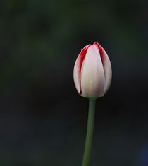 Tulpe, Tulip flower by Georg Hirstein