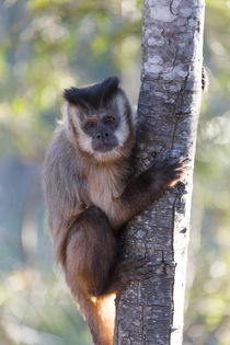 Brazil, Mato Grosso, The Pantanal, brown capuchin monkey, by Danita Delimont