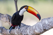 Brazil, Mato Grosso, The Pantanal, toco toucan, by Danita Delimont