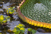 Brazil, Mato Grosso, The Pantanal, Porto Jofre, giant lily pad, von Danita Delimont