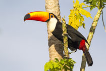 Brazil, Mato Grosso, The Pantanal, toco toucan, papaya tree, by Danita Delimont