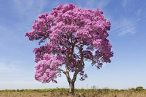 Brazil, Mato Grosso, The Pantanal, pink ipe tree von Danita Delimont