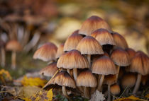 Pilze, Mushrooms von Georg Hirstein