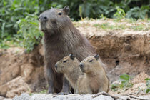 Brazil, Mato Grosso, The Pantanal, capybara, by Danita Delimont