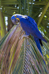Brazil, Mato Grosso, The Pantanal, hyacinth macaw, von Danita Delimont