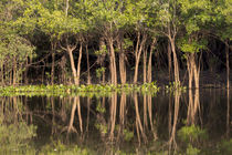Brazil, Mato Grosso, The Pantanal, Rio Negro von Danita Delimont