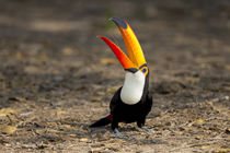 Brazil, Mato Grosso, The Pantanal, toco toucan von Danita Delimont
