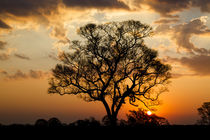 Brazil, Mato Grosso, The Pantanal, ipe tree, von Danita Delimont