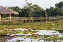 Brazil, Mato Grosso, The Pantanal, Porto Jofre, giant lily pads, by Danita Delimont