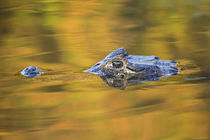 Brazil, Mato Grosso, The Pantanal, Black caiman in reflective water. von Danita Delimont