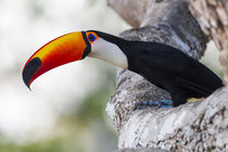 Brazil, Mato Grosso, The Pantanal, Toco toucan on a tree limb . by Danita Delimont
