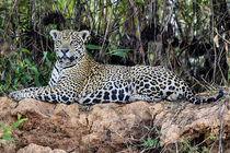 Brazil, Mato Grosso, The Pantanal, jaguar resting on the ban... von Danita Delimont