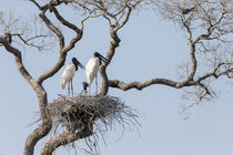 Brazil, Mato Grosso, The Pantanal, jabiru mates at the nest ... by Danita Delimont