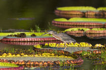 Brazil, Mato Grosso, The Pantanal, Porto Jofre, giant lily p... von Danita Delimont