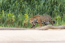 Brazil, Mato Grosso, The Pantanal, Rio Cuiaba, jaguar . von Danita Delimont